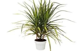 Dracaena Marginata ‘Sunshine’ -Green Garden Life Store 003bc360 8f2d 5b06 ae13 3f5d06a94f6c fdce4ea9 f820 47fb b89f 6be5e9b2cd7d