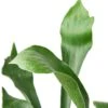Staghorn Fern – 6″ Pot – NURSERY POT ONLY -Green Garden Life Store 06686655 a947 53c9 ae27 20505abb0e5c 22882bef 6923 4c41 97e5 6b39ea67147d