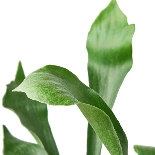 Staghorn Fern -Green Garden Life Store 06686655 a947 53c9 ae27 20505abb0e5c fa70166f ad4f 459e b010 ab21a745a588