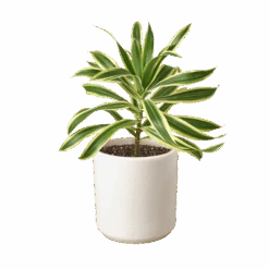 Dracaena ‘Song Of India’ -Green Garden Life Store 0721c843 5051 5875 af27 56e755e92097 38cd36ea d564 4ff4 8cb4 a13c19b3c4b7