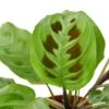 Maranta ‘Leuconeura’ -Green Garden Life Store 07ad33f9 4402 5e3f 81c8 13be443d595e