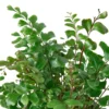 Mahogany Fern -Green Garden Life Store 0d29282b 0569 5c86 aa7a 9020f044aa0f