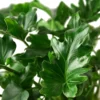 Philodendron ‘Little Hope’ -Green Garden Life Store 0f26e744 db23 5057 aacc 93584a920c73