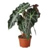 Alocasia Polly ‘African Mask’ – 6″ Pot – NURSERY POT ONLY