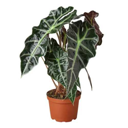 Calathea ‘Beauty Star’ – 4″ Pot – NURSERY POT ONLY -Green Garden Life Store 1 Alocasia AfricanMask 6 ad323279 ebeb 465e a7ce d47ac9bb9077