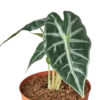 Alocasia Amazonica ‘Bambino’ -Green Garden Life Store 1 Alocasia Bambino DETAIL 4