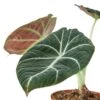 Alocasia Reginula ‘Black Velvet’ – 6″ Pot – NURSERY POT ONLY -Green Garden Life Store 1 Alocasia Black Velvet 4 DETAIL 22e80b65 5a9c 4d2e 829e ebefbd5f0b12