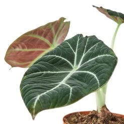 Alocasia Reginula ‘Black Velvet’ – 4″ Pot – NURSERY POT ONLY