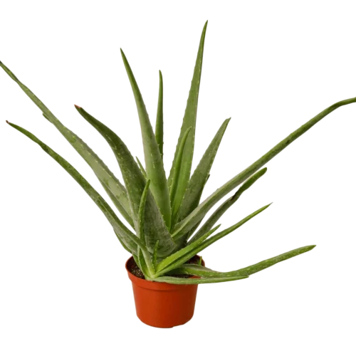 Aloe Vera – 6″ Pot – NURSERY POT ONLY