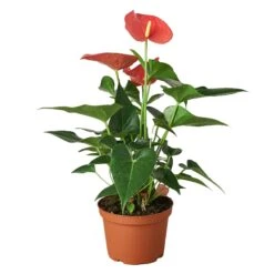 Anthurium ‘Pink’ 9 Anthurium ‘Pink’ -Green Garden Life Store 1 Anthurium Pink 6 437f1d10 519d 4b46 87b0 a4e63e5a94b1