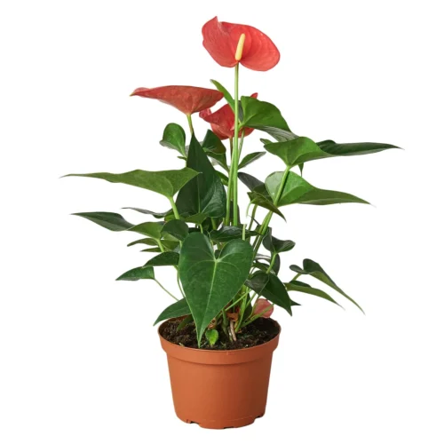 Anthurium ‘Pink’ -Green Garden Life Store 1 Anthurium Pink 6 437f1d10 519d 4b46 87b0 a4e63e5a94b1