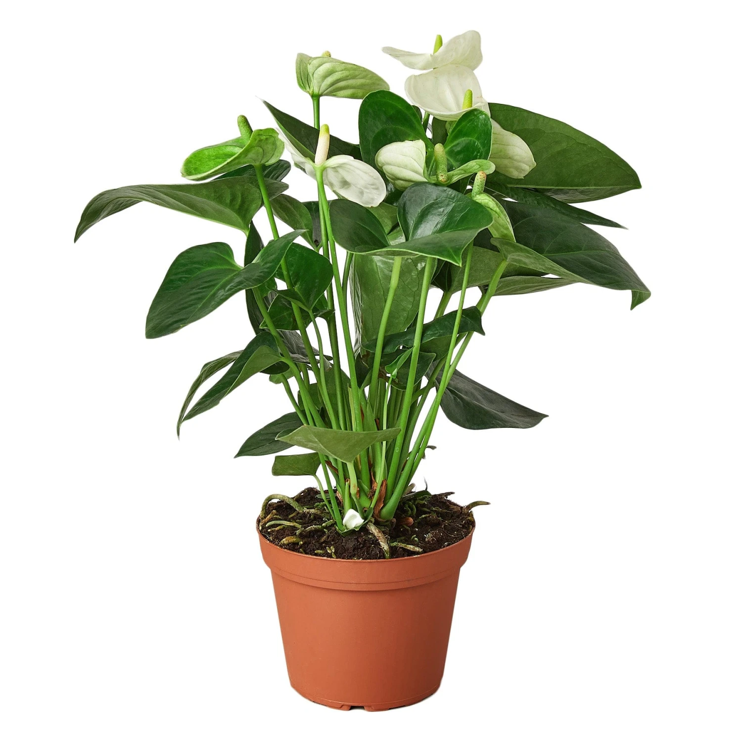 Anthurium ‘White’ 4 Anthurium ‘White’ - Image 2