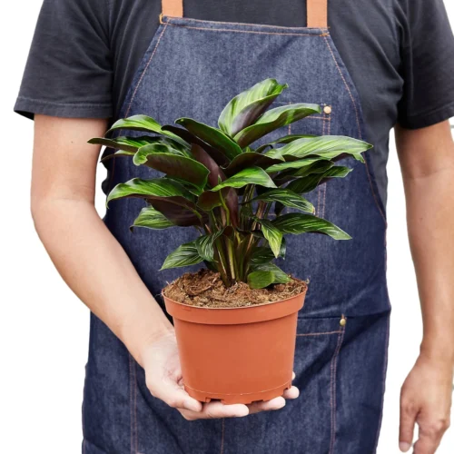 Calathea ‘Beauty Star’ -Green Garden Life Store 1 Calathea BeautyStar 6 HOLD