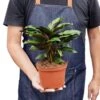 Calathea ‘Beauty Star’ – 6″ Pot – NURSERY POT ONLY -Green Garden Life Store 1 Calathea BeautyStar 6 HOLD 89803643 02d7 40f3 a895 3b2cd81a87f7