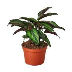 Calathea ‘Beauty Star’ – 4″ Pot – NURSERY POT ONLY -Green Garden Life Store 1 Calathea BeautyStar 6 dc2e34df b852 4252 8a02 e389e5de2d18
