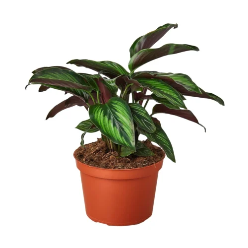 Calathea ‘Beauty Star’ – 4″ Pot – NURSERY POT ONLY -Green Garden Life Store 1 Calathea BeautyStar 6 dc2e34df b852 4252 8a02 e389e5de2d18