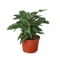 Calathea Concinna ‘Freddie’ 6 Calathea Concinna ‘Freddie’ -Green Garden Life Store 1 Calathea Freddie 6