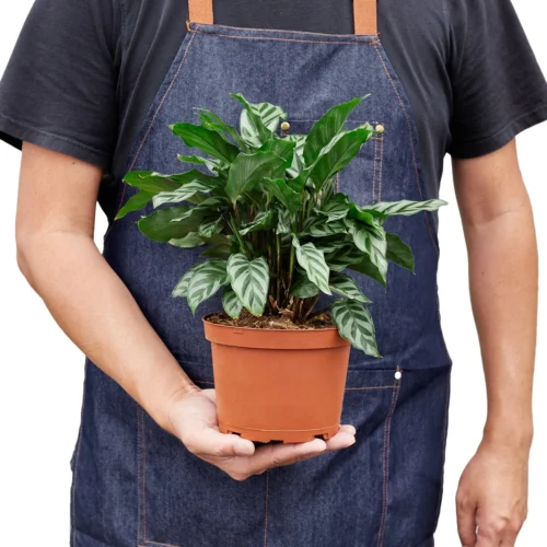 Calathea Concinna ‘Freddie’ -Green Garden Life Store 1 Calathea Freddie 6 HOLD