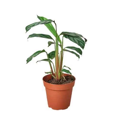 Calathea ‘Grey Star’ -Green Garden Life Store 1 Calathea GreyStar 4