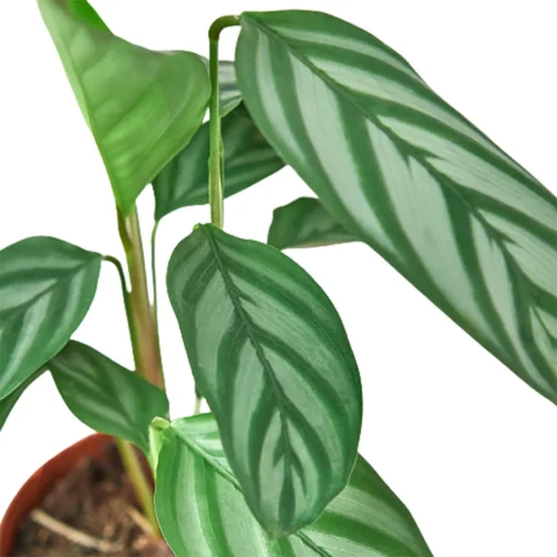 Calathea ‘Grey Star’ -Green Garden Life Store 1 Calathea GreyStar 4 DETAIL