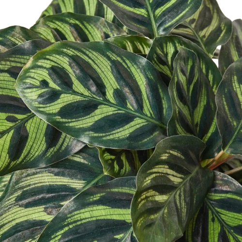 Calathea ‘Makoyana’ 7 Calathea ‘Makoyana’ -Green Garden Life Store 1 Calathea Makoyana 6 DETAIL