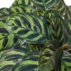 Calathea ‘Makoyana’ – 6″ Pot – NURSERY POT ONLY -Green Garden Life Store 1 Calathea Makoyana 6 DETAIL 048a2e97 4d85 4c2b bb15 741e709f6e98