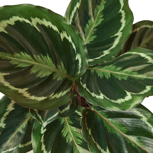 Calathea Roseopicta ‘Medallion’ – 6″ Pot – NURSERY POT ONLY -Green Garden Life Store 1 Calathea Medallion DETAIL 6 80eb01ff c733 42f2 a5c3 818088879d13