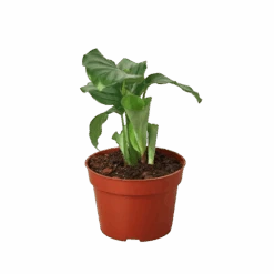 Calathea ‘Orbifolia’