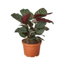 Calathea ‘Ornata’ 6 Calathea ‘Ornata’ -Green Garden Life Store 1 Calathea Ornata 6