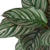 Calathea ‘Ornata’ – 6″ Pot – NURSERY POT ONLY -Green Garden Life Store 1 Calathea Ornata DETAIL 6 4283171f 4339 4298 a5f2 7e02bd4c786e