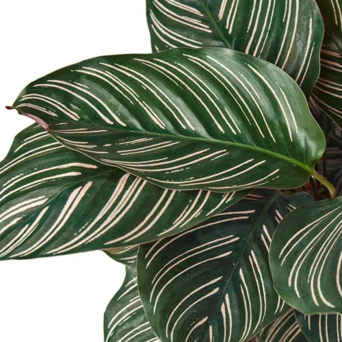 Calathea ‘Ornata’ – 6″ Pot – NURSERY POT ONLY