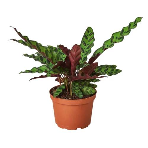 Green Garden Life Store 33 Green Garden Life Store -Green Garden Life Store 1 Calathea Rattlesnake 6