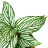 Calathea ‘Vittata’ -Green Garden Life Store 1 Calathea Vittata DETAIL 4