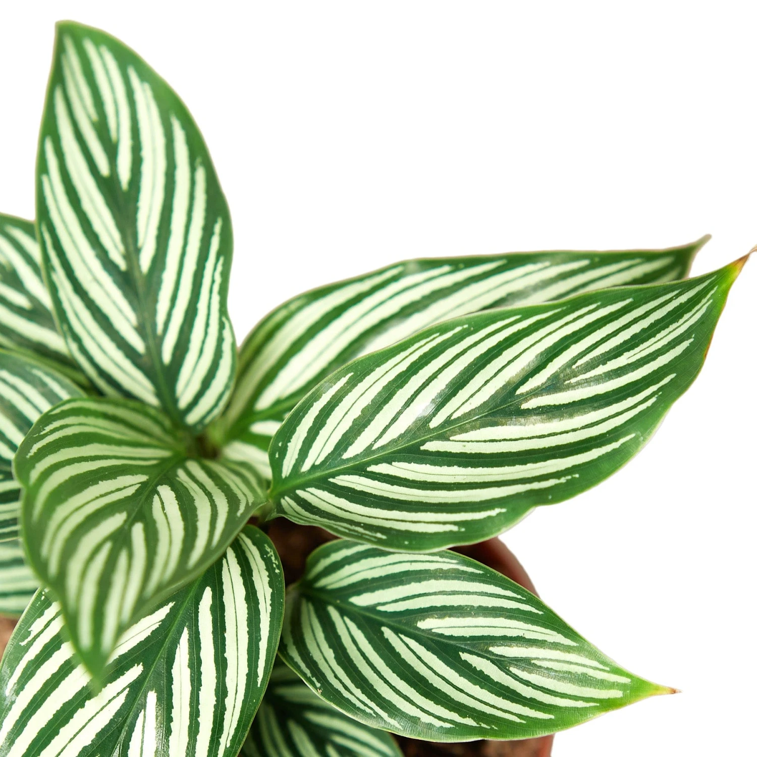 Calathea ‘Vittata’