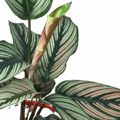 Calathea ‘White Star’