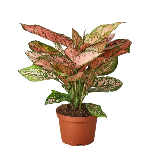 Chinese Evergreen ‘Lady Valentine’ -Green Garden Life Store 1 ChineseEvergreen LadyVal 6