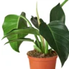 Philodendron ‘Congo Green’