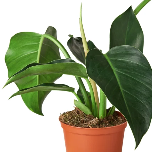 Philodendron ‘Congo Green’ – 6″ Pot – NURSERY POT ONLY