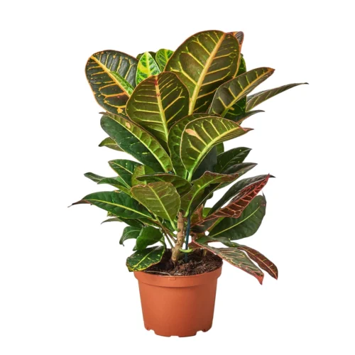 Croton Petra ‘Joseph’s Coat’ -Green Garden Life Store 1 Croton Petra 6 15