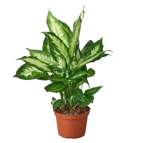 Dieffenbachia Camille -Green Garden Life Store 1 Dieffenbachia Carmille 6
