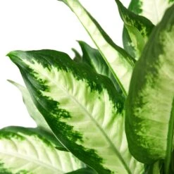 Dieffenbachia Camille -Green Garden Life Store 1 Dieffenbachia Carmille 6 DETAIL
