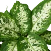 Dieffenbachia ‘Tropic Snow’ -Green Garden Life Store 1 Dieffenbachia Tropic Snow DETAIL 6 removebg preview