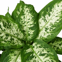Dieffenbachia ‘Tropic Snow’
