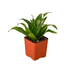 Dracaena ‘Janet Craig’ -Green Garden Life Store 1 Dracaena JanetCraig 2MAIN
