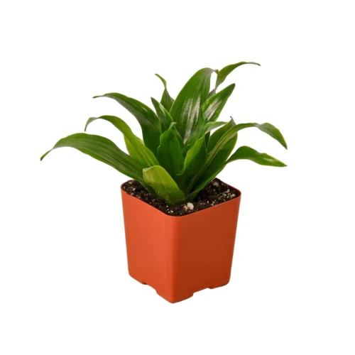 Dracaena ‘Janet Craig’ -Green Garden Life Store 1 Dracaena JanetCraig 2MAIN