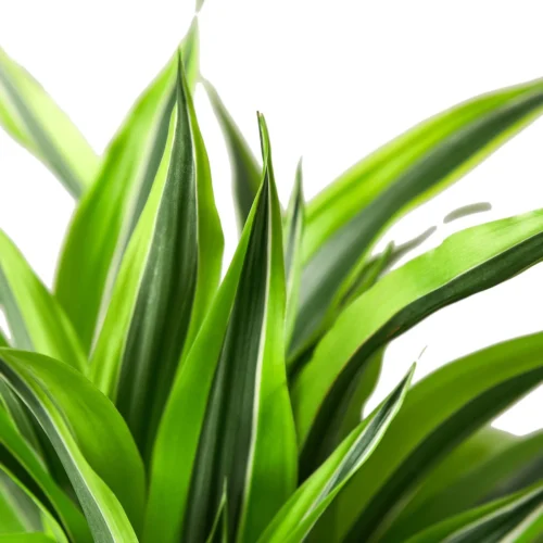 Dracaena Deremensis ‘Lemon Surprise’ -Green Garden Life Store 1 Dracaena LemonLime 6 DETAIL