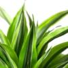 Dracaena Deremensis ‘Lemon Surprise’ – 6″ Pot – NURSERY POT ONLY -Green Garden Life Store 1 Dracaena LemonLime 6 DETAIL 2598b03a 4e77 4275 b017 f8cb5bcb3c42