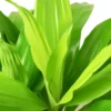 Dracaena ‘Lime Light’ -Green Garden Life Store 1 Dracaena Limelight DETAIL 6