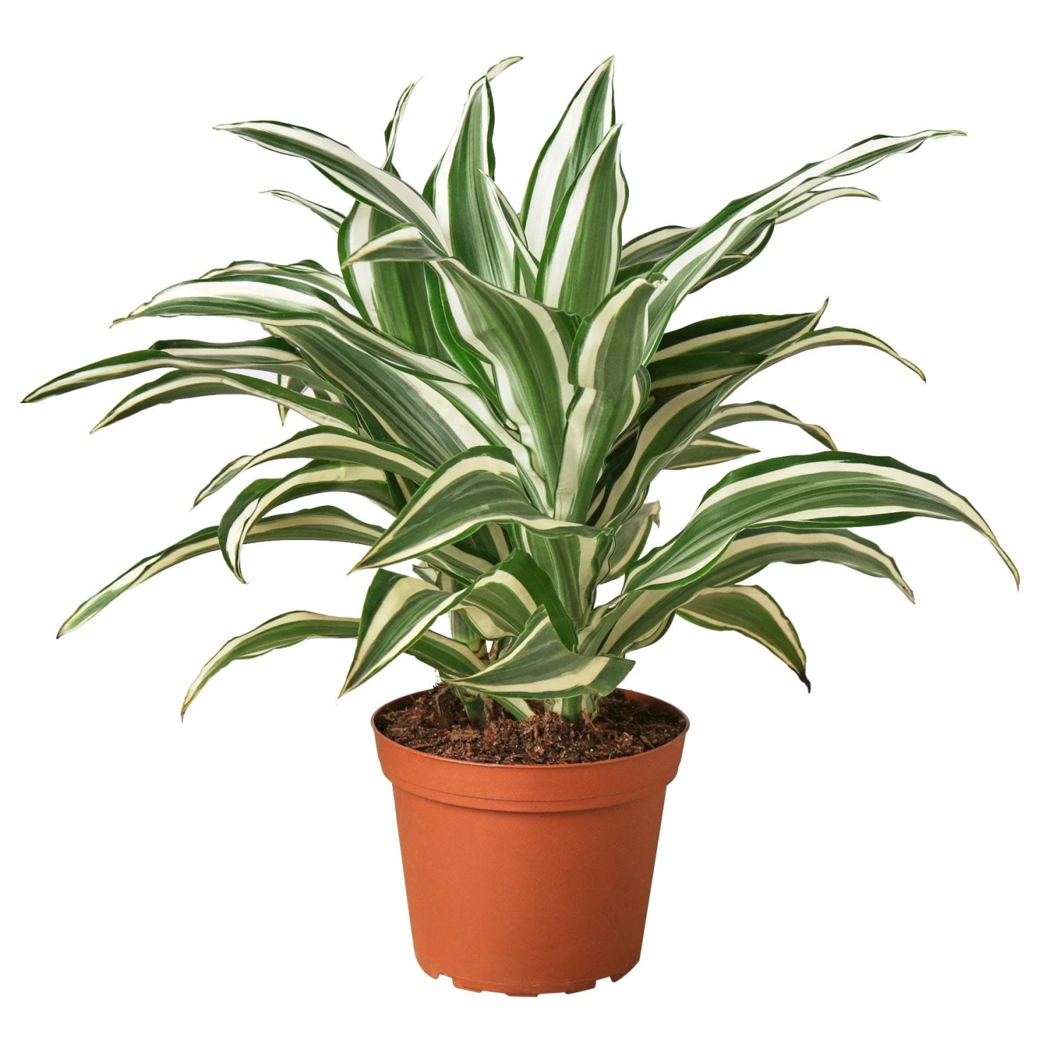 Dracaena ‘Warneckii White Jewel’ – 4″ Pot – NURSERY POT ONLY 4 Dracaena ‘Warneckii White Jewel’ – 4″ Pot – NURSERY POT ONLY - Image 2
