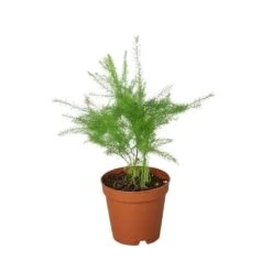 Fern ‘Asparagus’ 7 Fern ‘Asparagus’ -Green Garden Life Store 1 Fern Asparagus 2